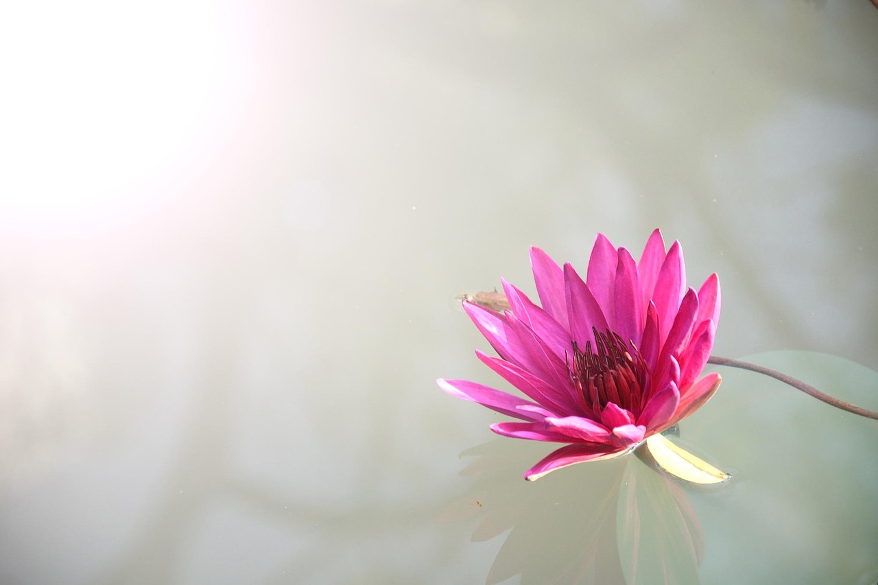 Where Lotus App Download: Step-by-Step Guide for India (2026)
