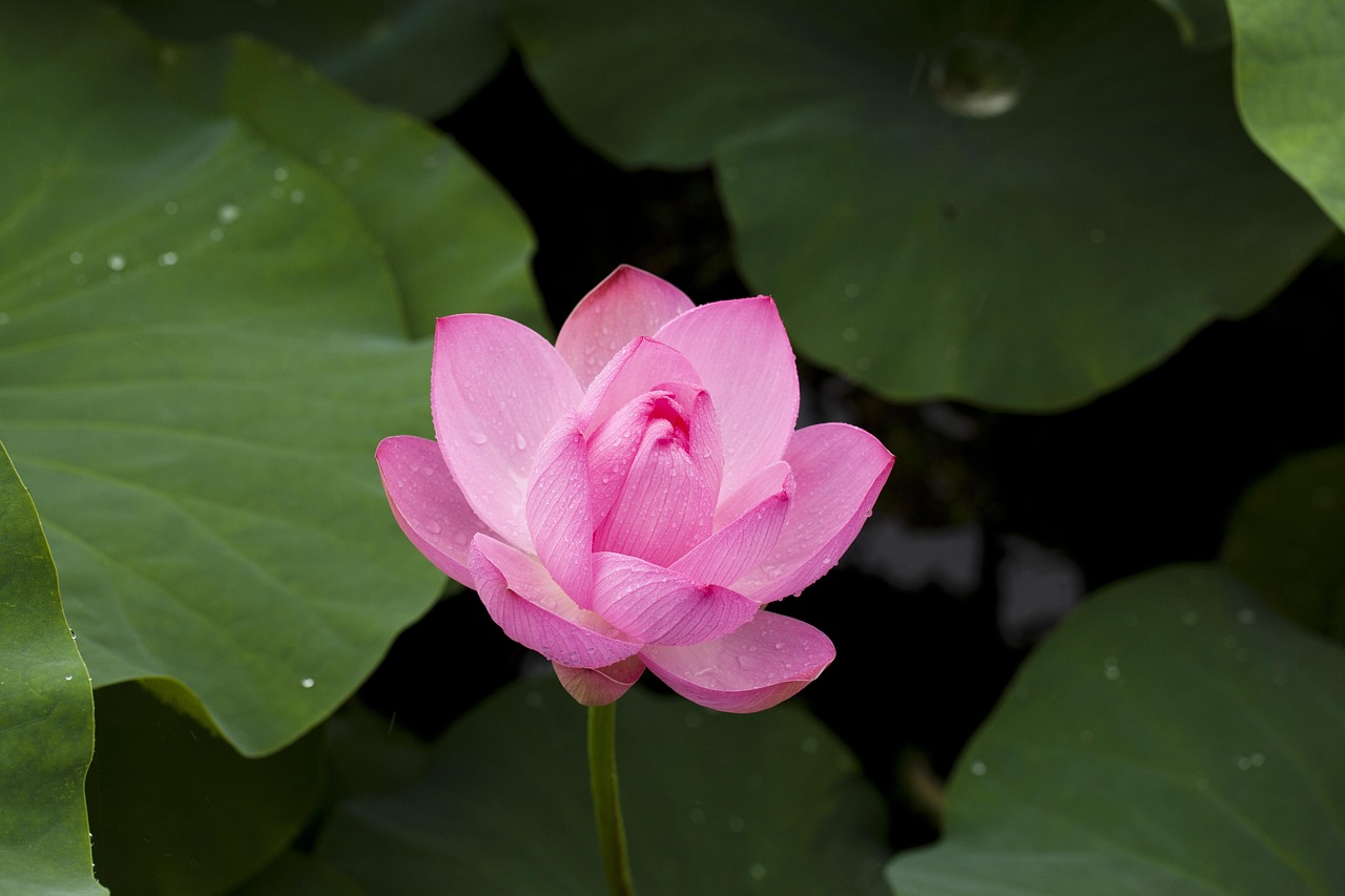 Lotus365 Review in Chhattisgarh Review 2027: Bonus, App, Withdrawal Tested